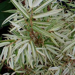 Bambu Fargesia rufa Variegata